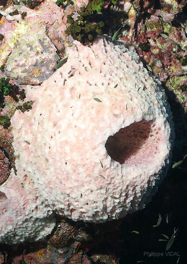 Thailand 2015 - Ko Tao - Eponge _IMG_3619_rc.jpg